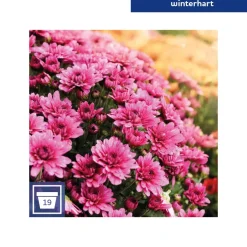 Chrysanthemenbusch